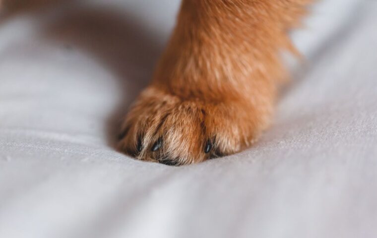 Paw Care 101: Keeping Your Dog's Paws Healthy Year-Round