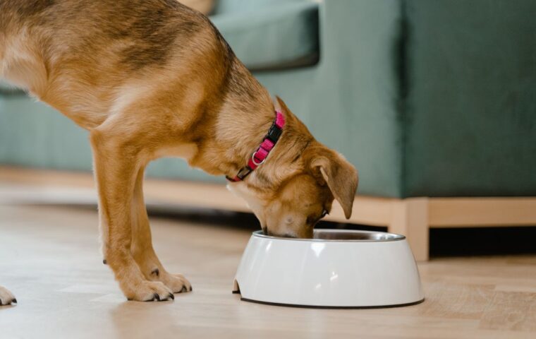 How to Choose the Right Food for a Growing Puppy