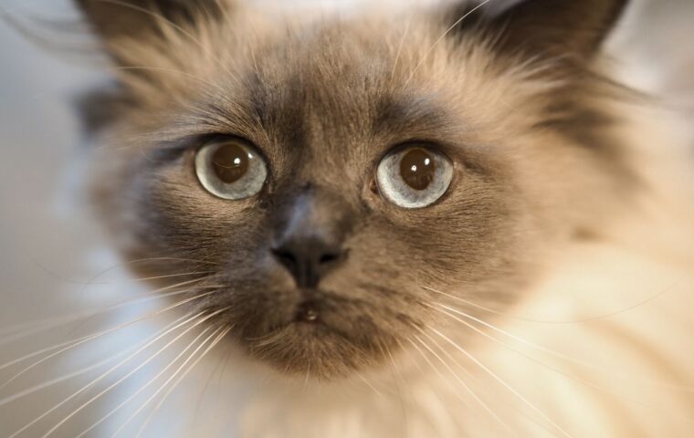 How to Safely Clean Your Cat's Ears at Home