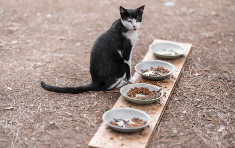 How to Feed a Picky Cat Who Turns Up Their Nose