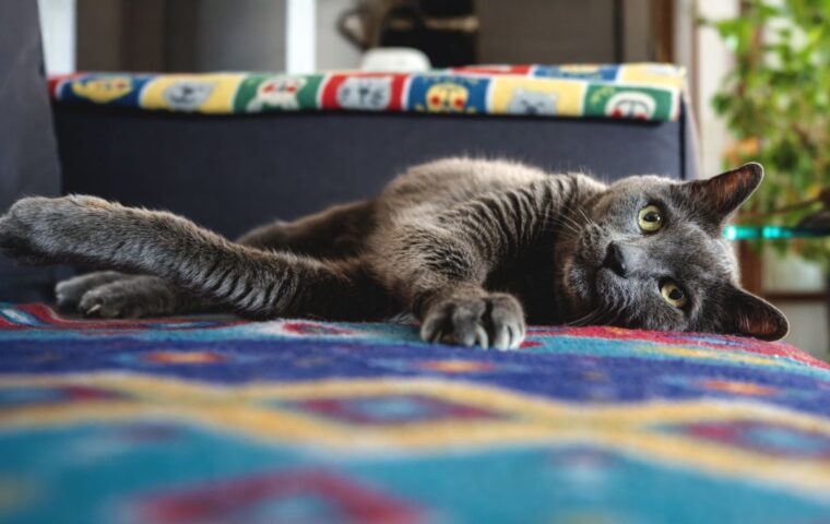 How to Tell If Your Cat Is in Pain (They Hide It Well)