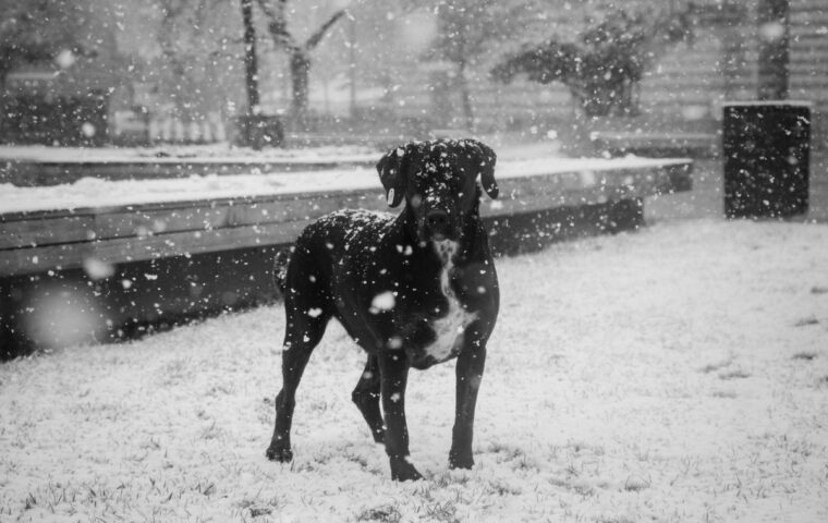 How to Keep Your Dog Safe and Warm Through Winter
