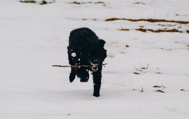 How to Tire Out a High-Energy Dog (Body and Brain)