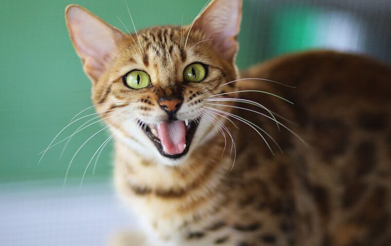 Why Does My Cat Meow So Much? Decoding the Chatter