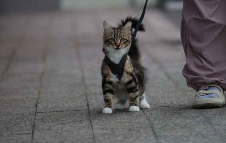 How to Leash Train a Cat for Safe Outdoor Time