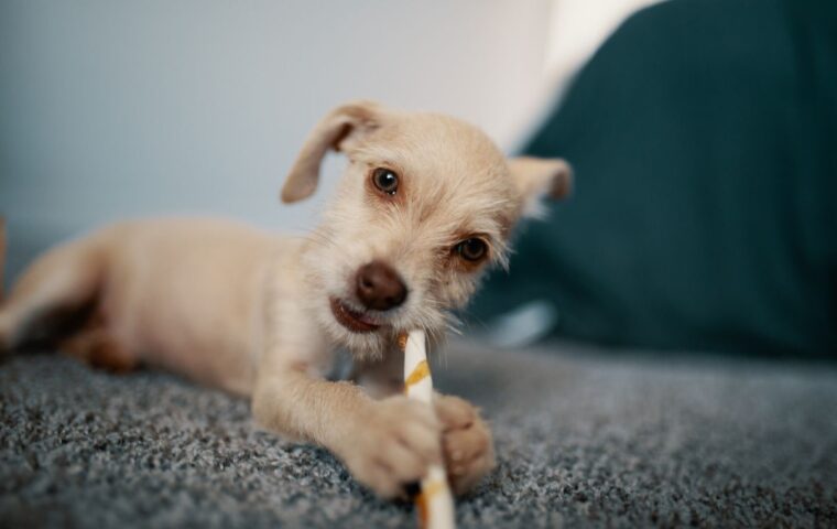 How to Stop Puppy Biting and Nipping for Good